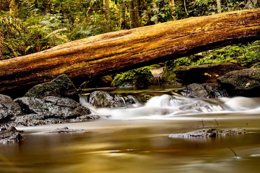 Karura forest A walking tour from Nairobi - Key points to know before booking