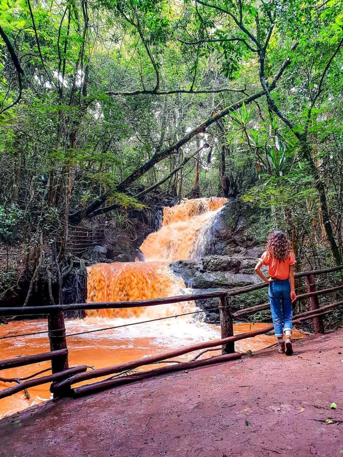 Karura forest A walking tour from Nairobi - Entering Nairobi’s forest oasis