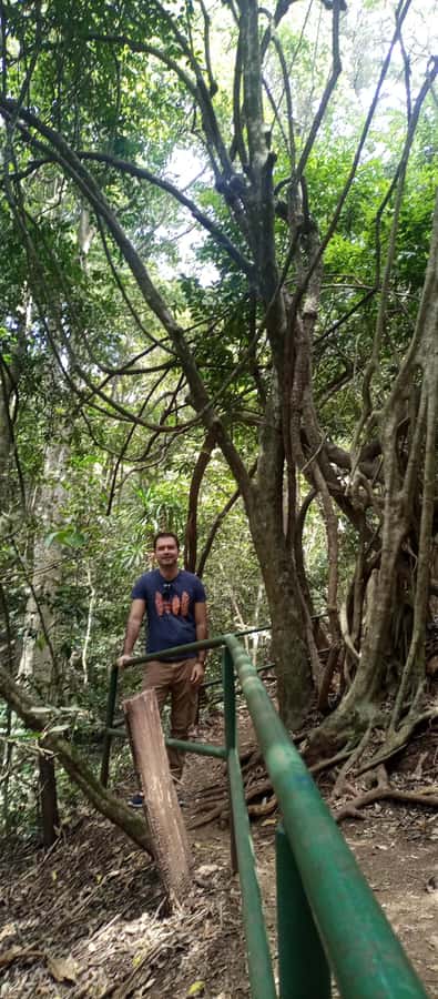 Karura forest: A walking tour into Nairobi's Nature Oasis - Why Karura Forest makes a good Nairobi break