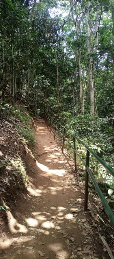 Karura forest: A walking tour into Nairobi's Nature Oasis - Meeting at Gate C and getting your bearings