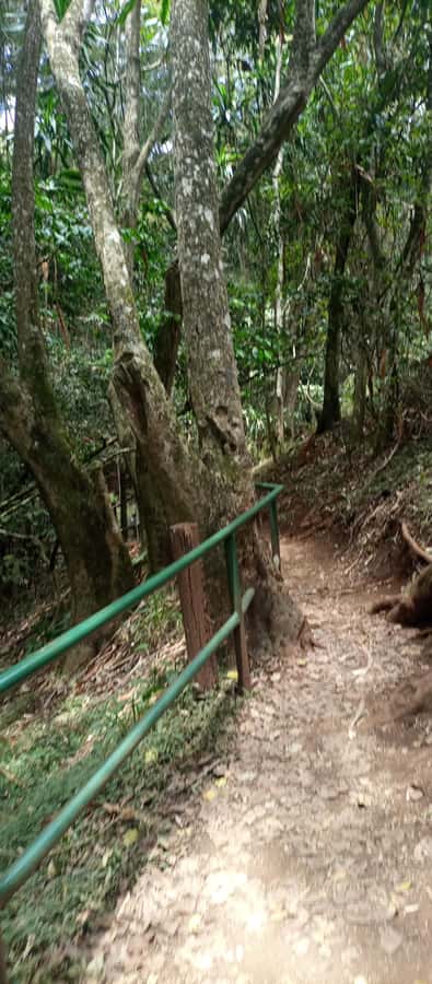 Karura forest: A walking tour into Nairobi's Nature Oasis - The Fig Tree Circuit for a slower stretch