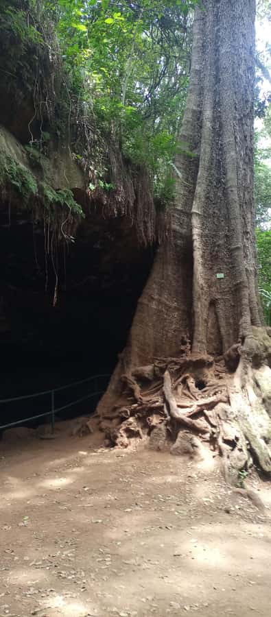 Karura forest: A walking tour into Nairobi's Nature Oasis - A picnic pause, with food on your own