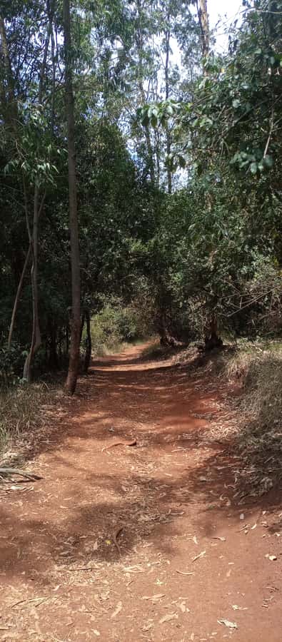 Karura forest: A walking tour into Nairobi's Nature Oasis - What the $50 price really covers