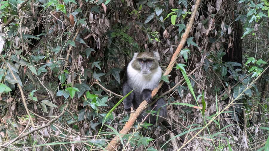 Karura Forest: Walking tour with Nature and Waterfalls. - A Twenty-Minute Break at The River Café