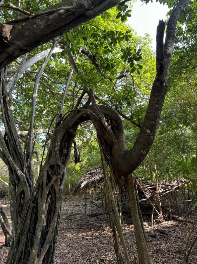 Kaya Kinondo Sacred Forest Guided Tour - Key points before you book