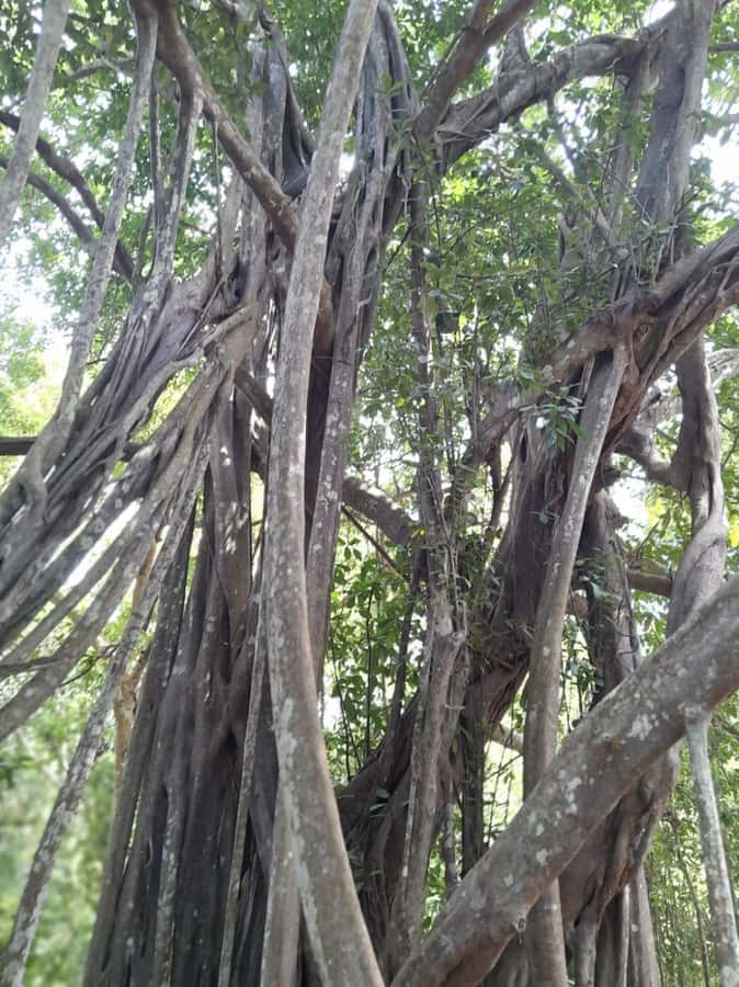 Kaya Kinondo Sacred Forest Guided Tour - Traditional attire and forest etiquette