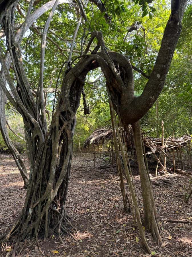 Kaya Kinondo Sacred Forest Guided Tour - The 9:30 a.m. pickup from Diani