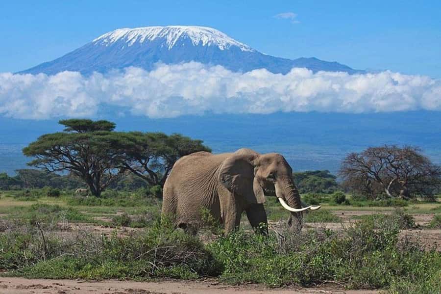 Kenya: 7-Day Big 5 Safari Tour from Nairobi - Key points at a glance