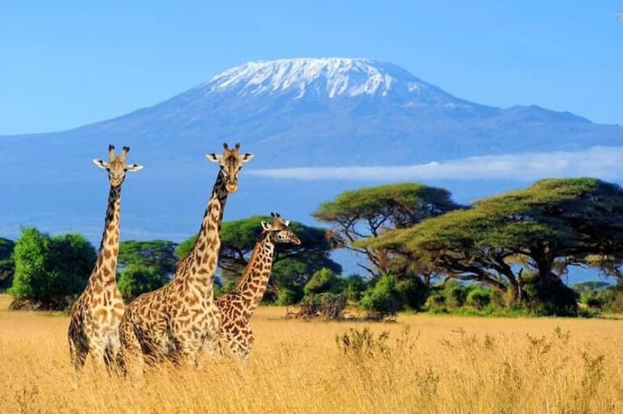 Kenya: 7-Day Big 5 Safari Tour from Nairobi - A fast route from Nairobi to four Kenyan parks