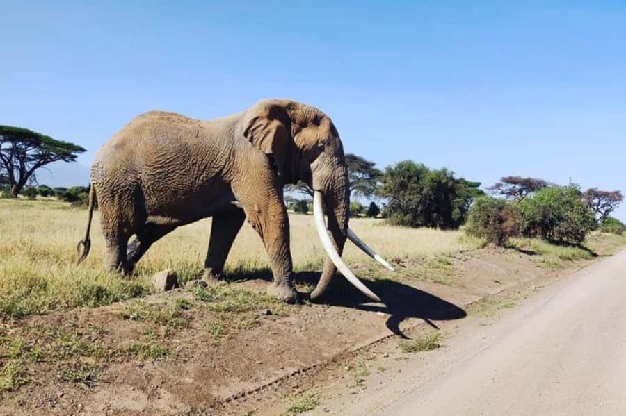 Kenya: 7-Day Big 5 Safari Tour from Nairobi - Day 2: A full day in Maasai Mara