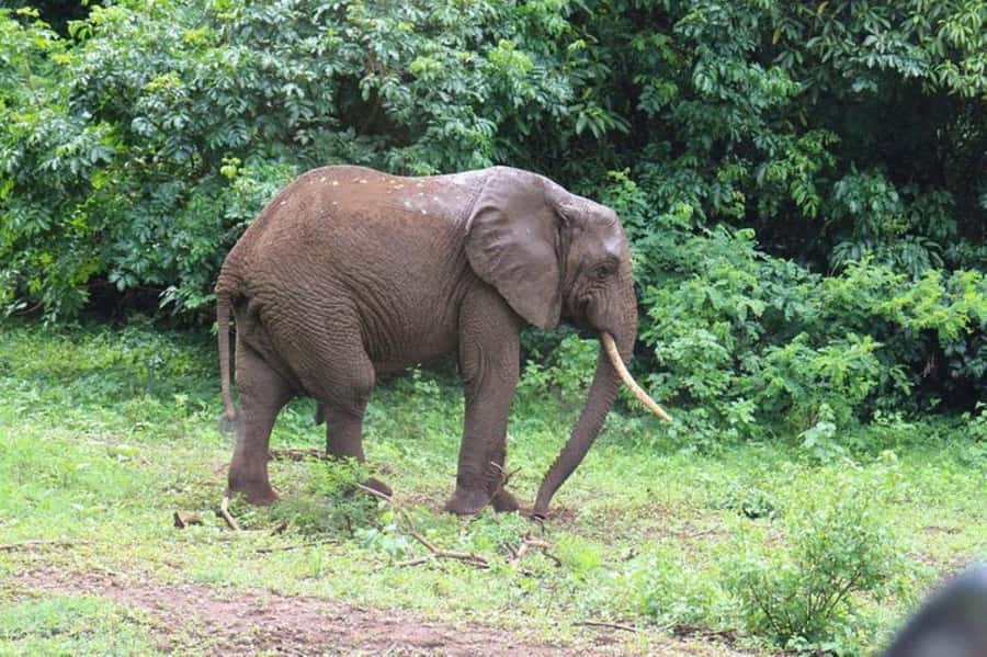 Kenya: 7-Day Big 5 Safari Tour from Nairobi - Day 5: The long move to Amboseli