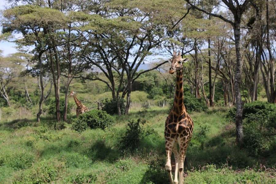 Kenya: 7-Day Big 5 Safari Tour from Nairobi - Day 1: Nairobi, the Rift Valley, and a first Mara drive