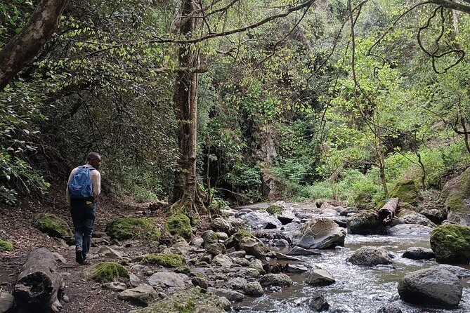 Kilimanjaro Wanderlust Day Hike - The private format and its limits