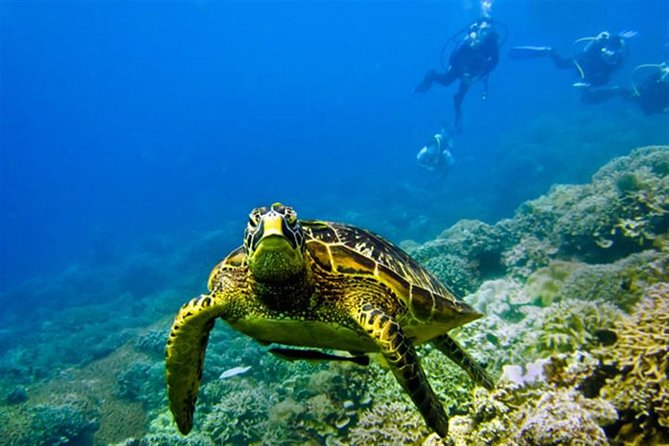 Kisite Marine Park Private Boat Snorkeling with breakfast & Lunch - Setting out by dhow in search of dolphins