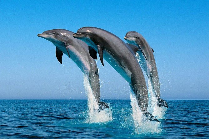 Kisite Marine Park Private Boat Snorkeling with breakfast & Lunch - Shimoni Slave Caves and the return to shore