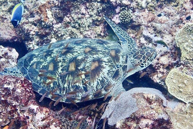 Kisite Mpunguti Day Trip. A day of Oceanic Wonders - What the $110 price really covers