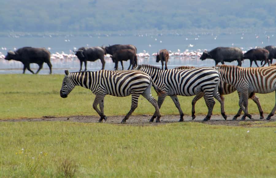 Lake Naivasha: Crescent Island Game Sanctuary - Lake Naivasha by boat, not just by road