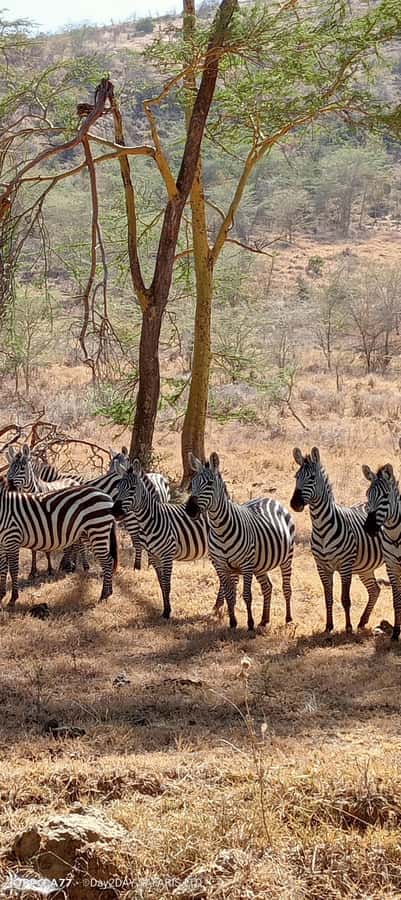 Lake Naivasha: Crescent Island Game Sanctuary - What you can expect to see