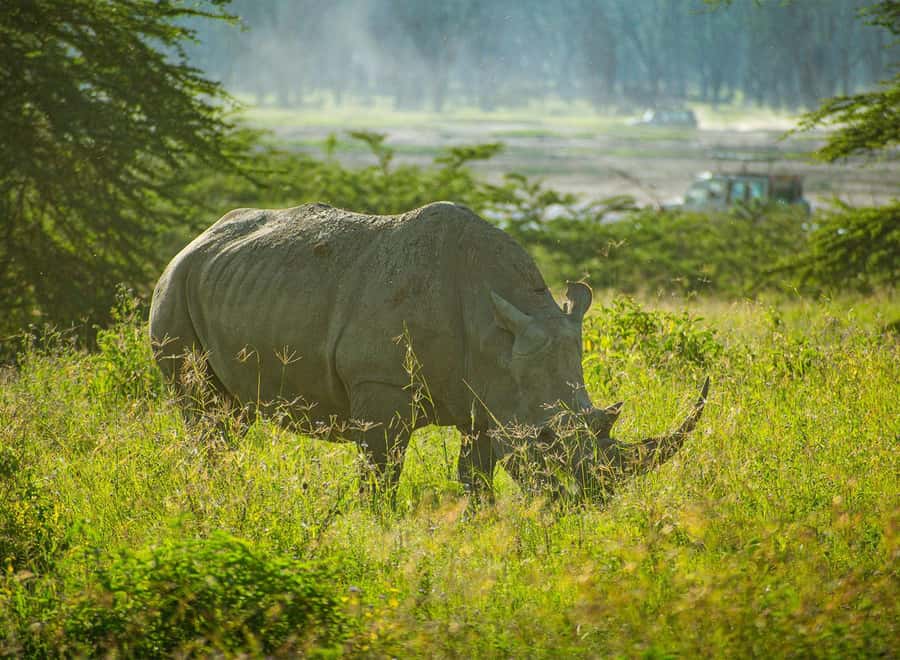 Lake Nakuru National Park: Daytrip in a 4X4 Private Jeep - Why Lake Nakuru works as a Nairobi day trip