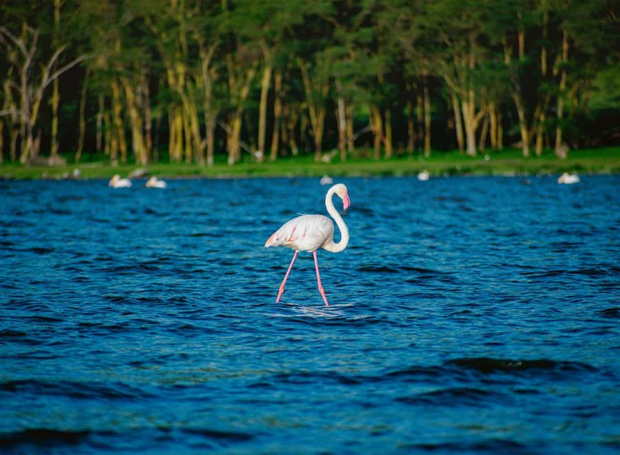 Lake Nakuru National Park: Daytrip in a 4X4 Private Jeep - 9:00 am entry and the first game drive
