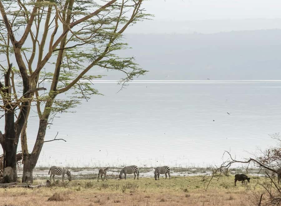 Lake Nakuru National Park: Daytrip in a 4X4 Private Jeep - 6:00 am pickup and the road into the Rift Valley