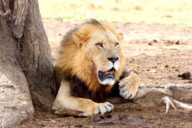 Lake Nakuru NP Half-Day Safari - Key points to know before you book
