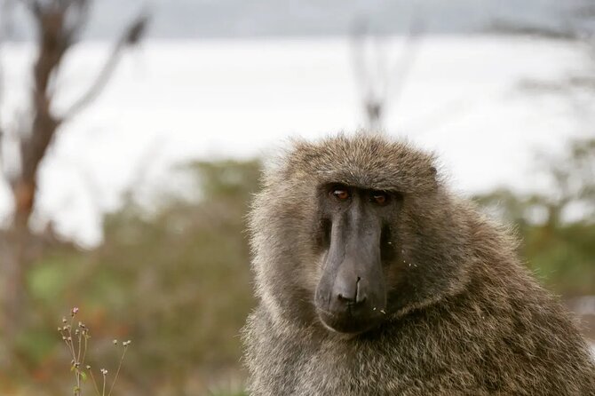 Lake Nakuru NP Half-Day Safari - The Rhino Sanctuary and two very different rhinos
