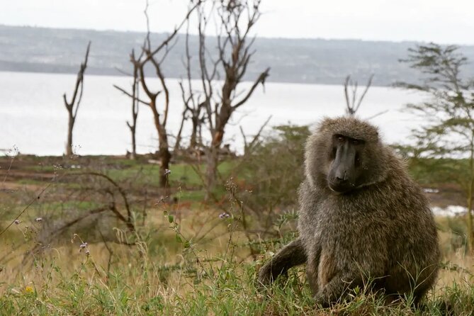 Lake Nakuru NP Half-Day Safari - The value of a private safari for $145