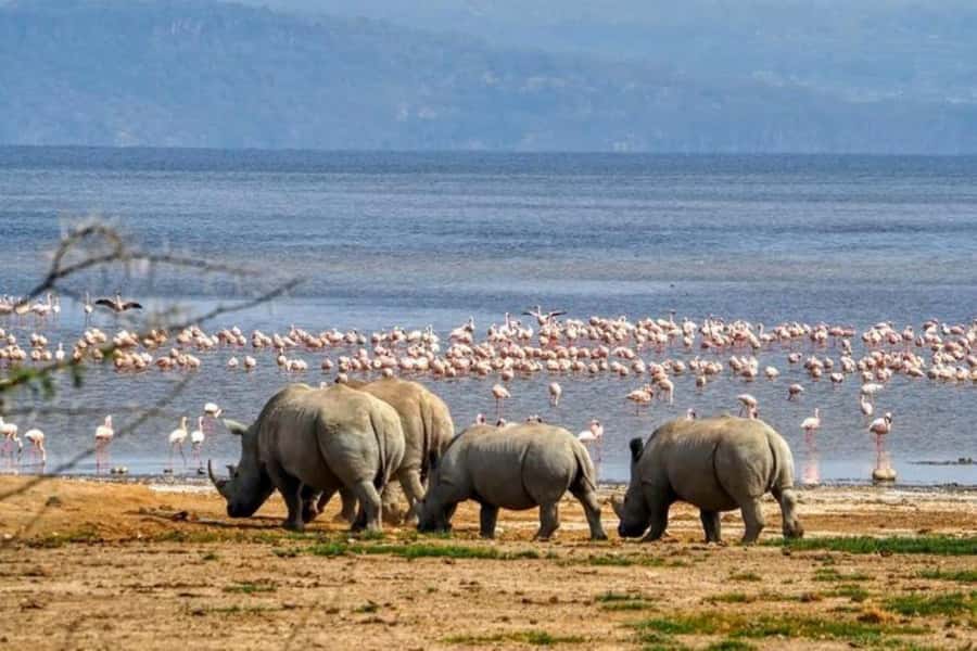 Lakes Nakuru& Naivasha National Park Wildlife Highlights - Key points at a glance