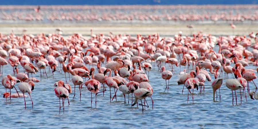 Lakes Nakuru& Naivasha National Park Wildlife Highlights - Lake Nakuru: flamingos, rhinos, and a serious bird list