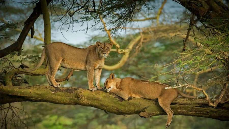 Lakes Nakuru& Naivasha National Park Wildlife Highlights - The four-hour park visit and lunch question