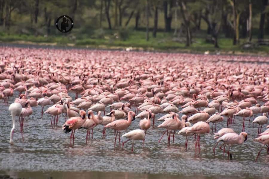 Lakes Nakuru& Naivasha National Park Wildlife Highlights - What the $180 price really buys