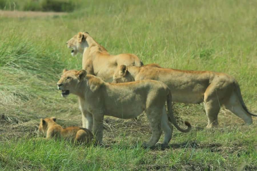 Lakes Nakuru& Naivasha National Park Wildlife Highlights - Guides and the quality of the day