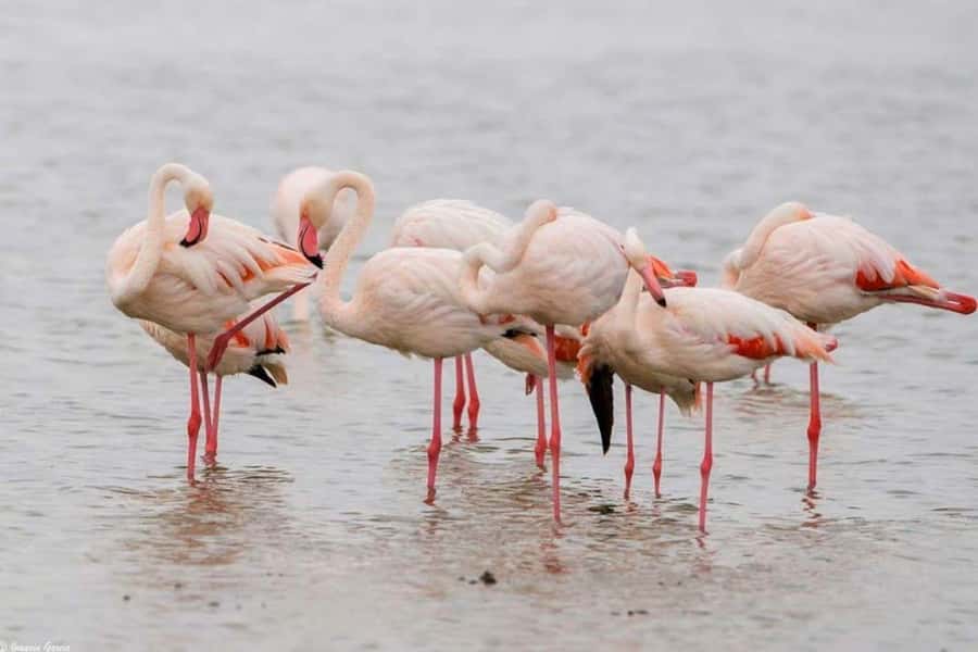 Lakes Nakuru& Naivasha National Park Wildlife Highlights - Practical tips for getting the most from it