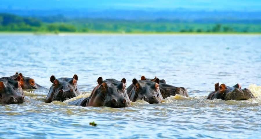 Lakes Nakuru& Naivasha National Park Wildlife Highlights - The drive through the Rift Valley