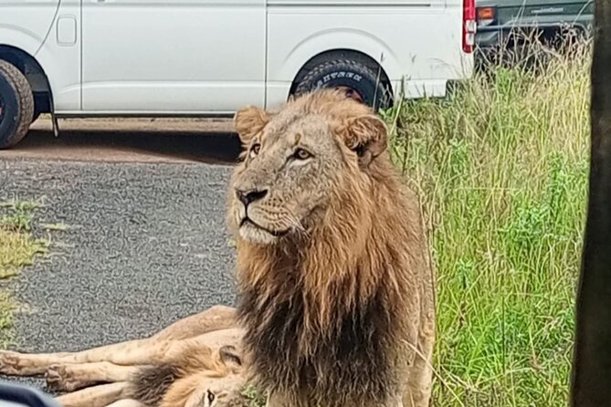 Maasai Mara Day Trip - What the game drive is really like