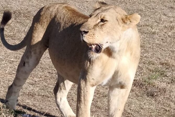 Maasai Mara Day Trip From Nairobi - What this Nairobi safari really gives you