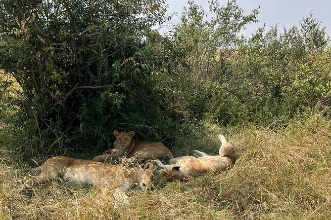 Maasai Mara Day Trip From Nairobi - Is $250 a fair price?