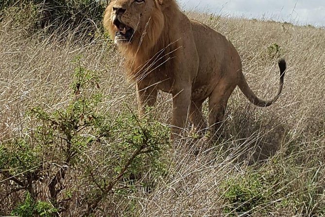 Maasai Mara Game Reserve - Day 3: An early drive or a quicker return to Nairobi