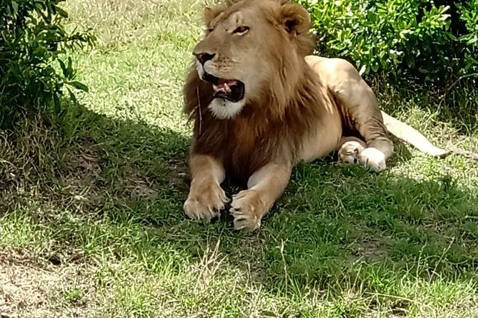 Maasai Mara Game Reserve - Day 1: Nairobi, the Rift Valley, and the first Mara drive