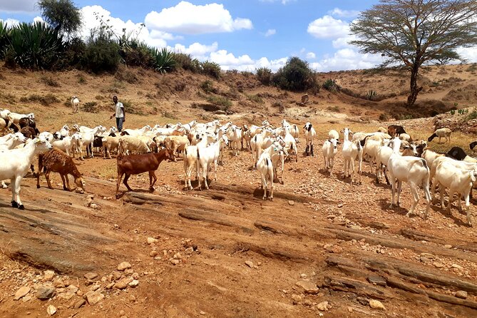 Maasai Village Experience Day Tour - Is $100 good value?