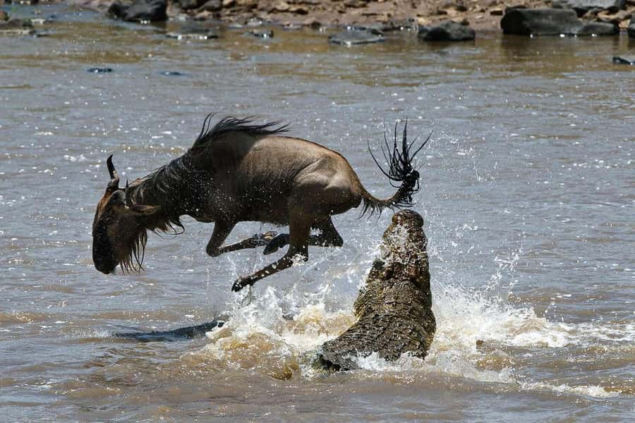 Masai Mara: 3-Day Group Joining Safari by Land Cruiser - Key points to know before booking