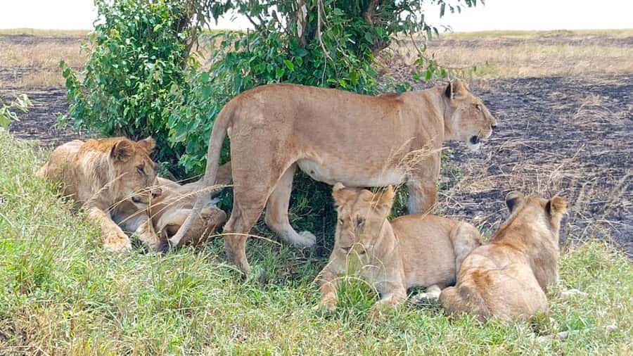 Masai Mara: 3-Day Group Joining Safari by Land Cruiser - Why three days works well in Masai Mara