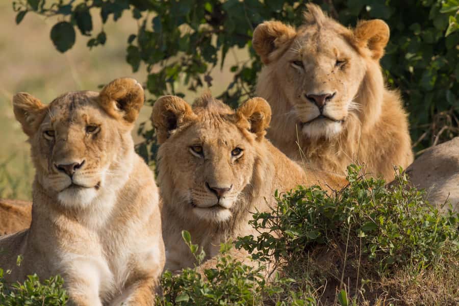 Masai Mara: 3-Day Group Joining Safari by Land Cruiser - Arriving at camp and taking the first game drive