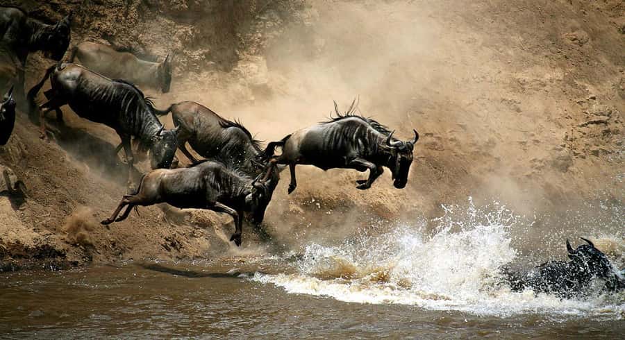 Masai Mara: 3-Day Group Joining Safari by Land Cruiser - The full second day: Big Five searches and the Mara River