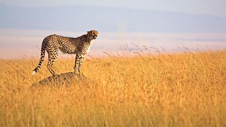 Masai Mara: 3-Day Group Joining Safari by Land Cruiser - Food, facilities, and small comforts