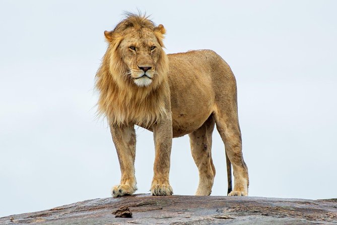 Masai Mara 3 Day Safari | Private 4WD Jeep Tour - A Maasai cultural visit