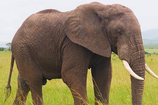 Masai Mara 3 Day Safari | Private 4WD Jeep Tour - What the $2,120 price really covers