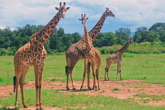 Masai Mara 3 Day Safari | Private 4WD Jeep Tour - Transport, comfort, and physical demands