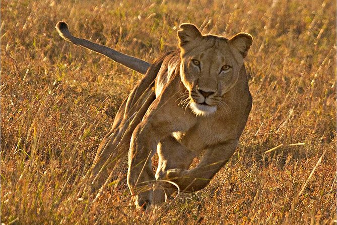 Masai Mara 3 Days Luxury Tented Safari - Why three days makes sense in the Masai Mara